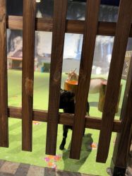 -酷嗒动物文化乐园(cutezoo西溪乐天城店)