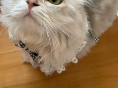 -东方名猫馆·英短金渐层布偶猫舍(环线广场1号楼店)