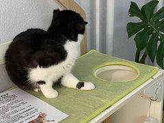 -琪喵猫屋·撸猫猫咖·猫舍