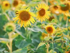 -贡湖湾湿地公园