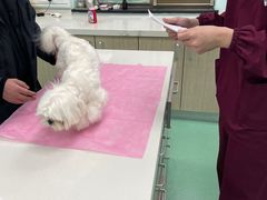 -北京观赏动物医院·24小时大型综合·猫专科·异宠专科