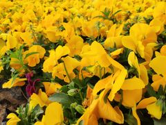 -汉长安城未央宫国家考古遗址公园