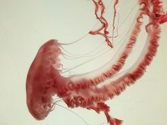 -沈阳海洋探索中心