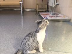 -喜多萌中农锦绣动物医院24H·猫科·牙科MRI·CT
