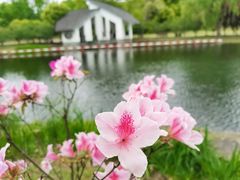 -上海共青森林公园