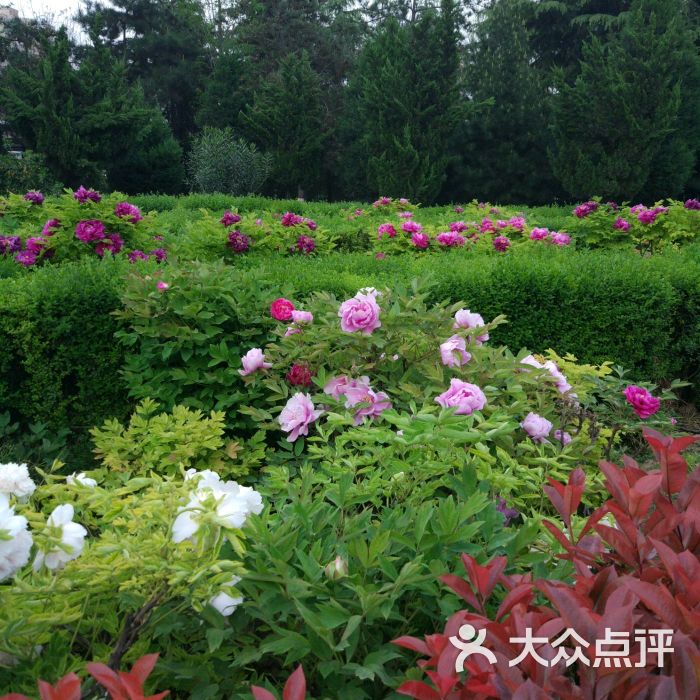 西安牡丹苑图片 - 第297张