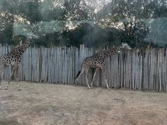 -上海野生动物园老虎餐厅
