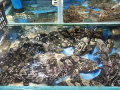 水产区-三亚新鸿港水果一级批发市场