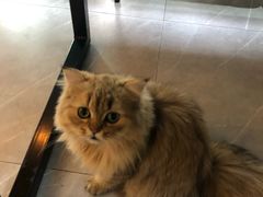 -松果猫咖(桐乡吾悦金街店)