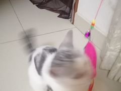 -荔康动物医院(康王北路店)