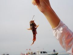 -枸杞岛