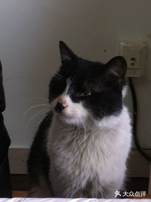 梓贤阁精品菜馆(江宁汤山店)猫猫图片