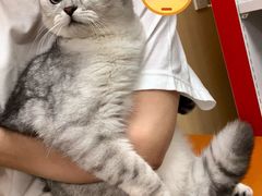 -申普宠物医院·心脏介入·心血管微创(总院)