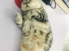 -喵的天空名猫咖啡馆·撸猫·猫舍·用品