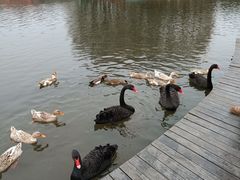 -上海长兴岛郊野公园