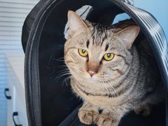 -瑞派福兴宠物医院犬猫全科·骨科·中西医结合(河东店)