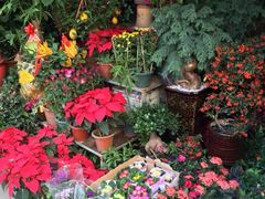 二市鲜花市场-溪岸路花鸟市场