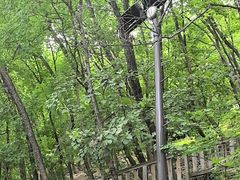 -帽儿山国家森林公园