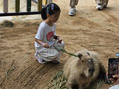 -西霞口神雕山野生动物世界