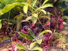 -中国科学院西双版纳热带植物园