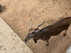 -西霞口神雕山野生动物世界