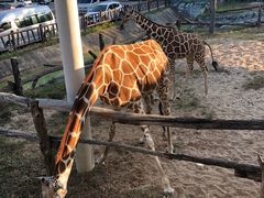 -清迈夜间动物园