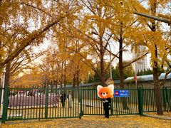-三里屯东五街银杏大道