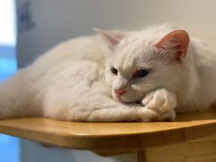 -Heymao猫咖.咖啡厅(东门店)
