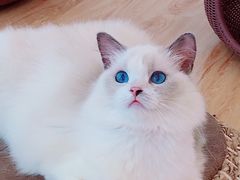 -momokira米努特·德文卷毛猫·棉花面纱犬