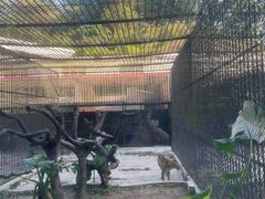 -深圳野生动物园