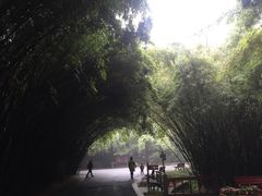 -成都大熊猫繁育研究基地
