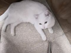 -瑞派雷欧宠物医院·24h夜诊·心脏骨科牙科·全科重症转诊中心(无影山店)