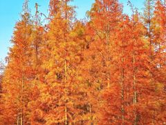 -白鹭湾湿地公园