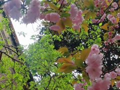 -罔极寺