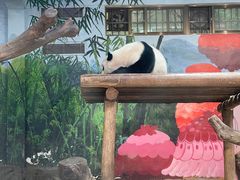 -广州长隆野生动物世界