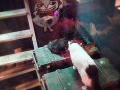 -猫咪博物馆(顶澳仔猫街店)