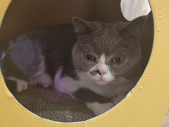 -滚猫咖啡·猫咖·猫友好撸猫(未来城店)