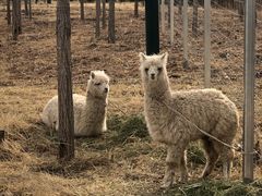 -亿利库布其七星湖沙漠生态旅游区