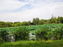 -白鹭湾湿地公园