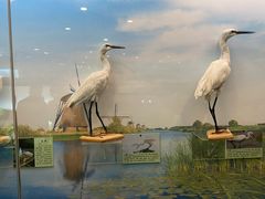 -下渚湖国家湿地公园科普馆