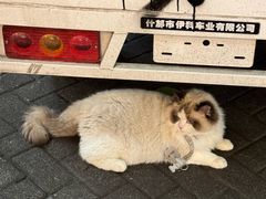 -观音桥步行街