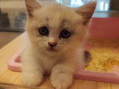 -爪爪喵星球·猫舍(前海卓越店)