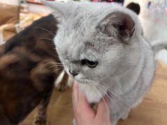 -李小姐の猫咖啡馆(五角场店)