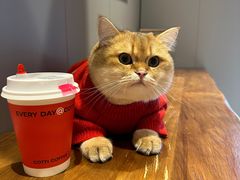 -喵zoo家庭繁育猫舍(尖东智能花园店)