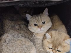 -北京观赏动物医院·24小时大型综合·猫专科·异宠专科