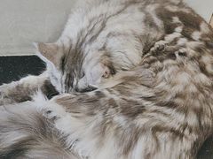-御宝贝·A梦猫科宠物医院(国际猫友好医院)
