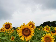 -苏州湾体育公园