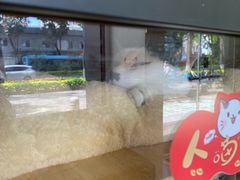 -御宝贝·A梦猫科宠物医院(国际猫友好医院)