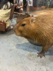 -Zoolung Zoolung动物主题公园(海信广场店)