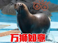 -海合安成都极地海洋公园